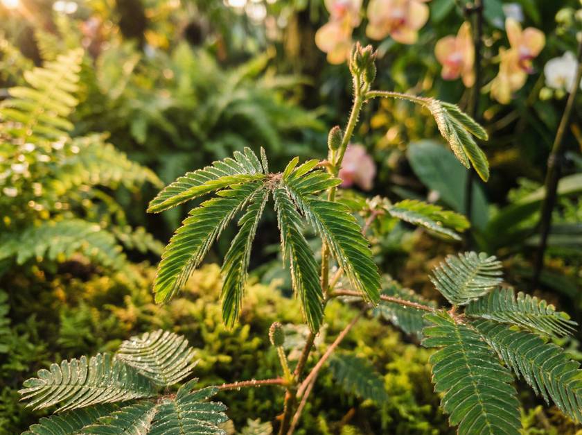 黑丝含羞草视频